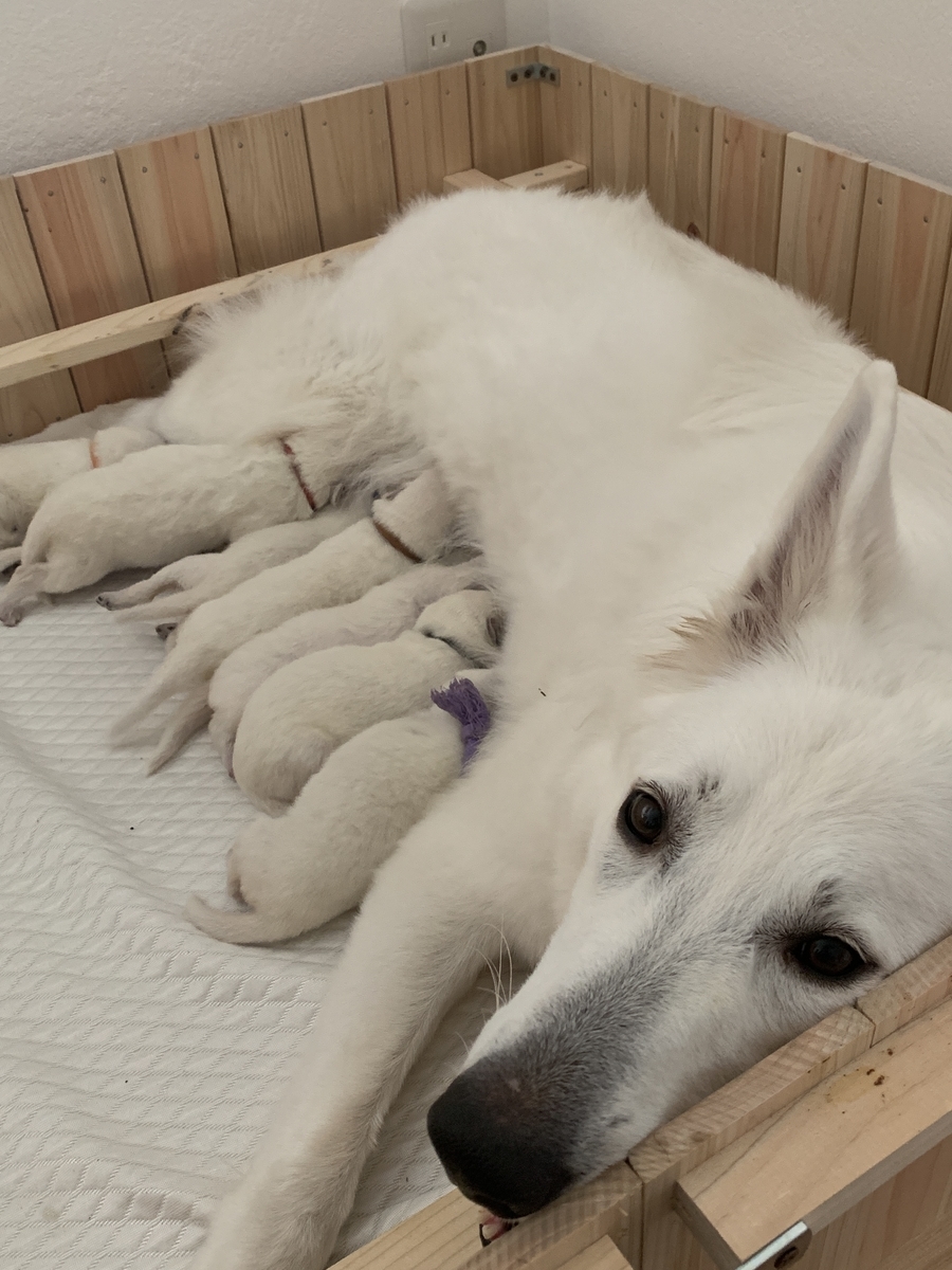 f:id:reeyan:20191113103914j:plain