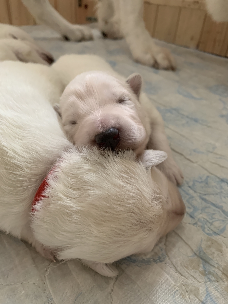 f:id:reeyan:20191117123640j:plain