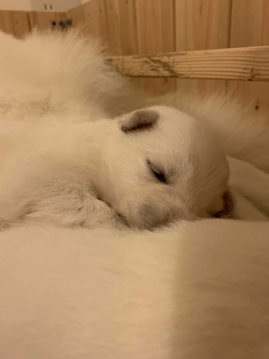 f:id:reeyan:20191121083621j:plain f:id:reeyan:20191121083621j:plain