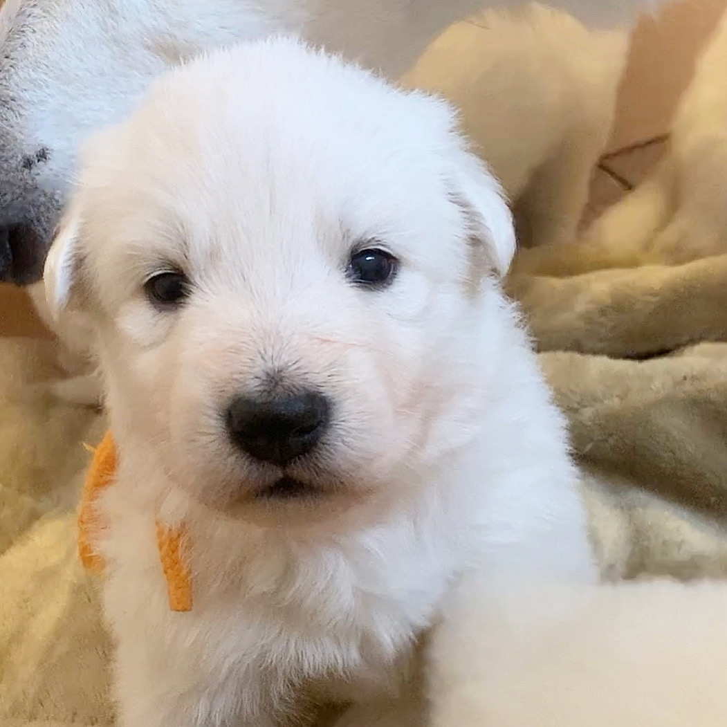 f:id:reeyan:20191128153338j:plain f:id:reeyan:20191128153338j:plain
