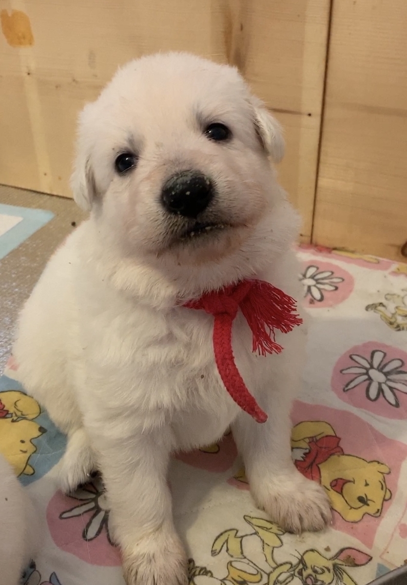 f:id:reeyan:20191128153543j:plain f:id:reeyan:20191128153543j:plain