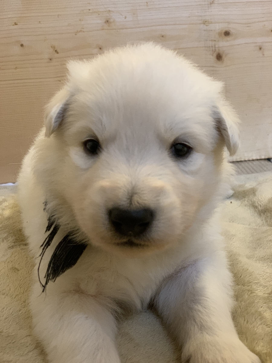f:id:reeyan:20191128153657j:plain f:id:reeyan:20191128153657j:plain