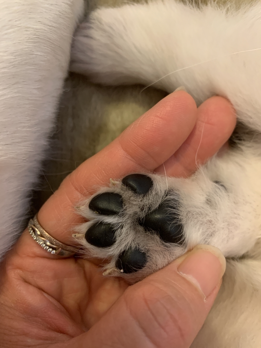 f:id:reeyan:20191128153730j:plain f:id:reeyan:20191128153730j:plain