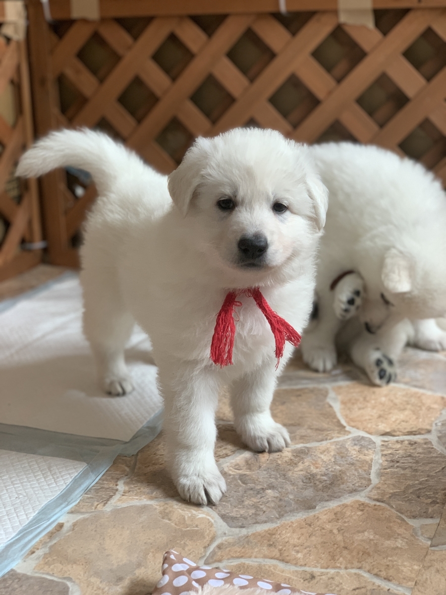 f:id:reeyan:20191212084954j:plain