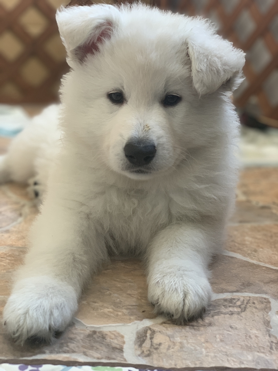 f:id:reeyan:20191228151123j:plain