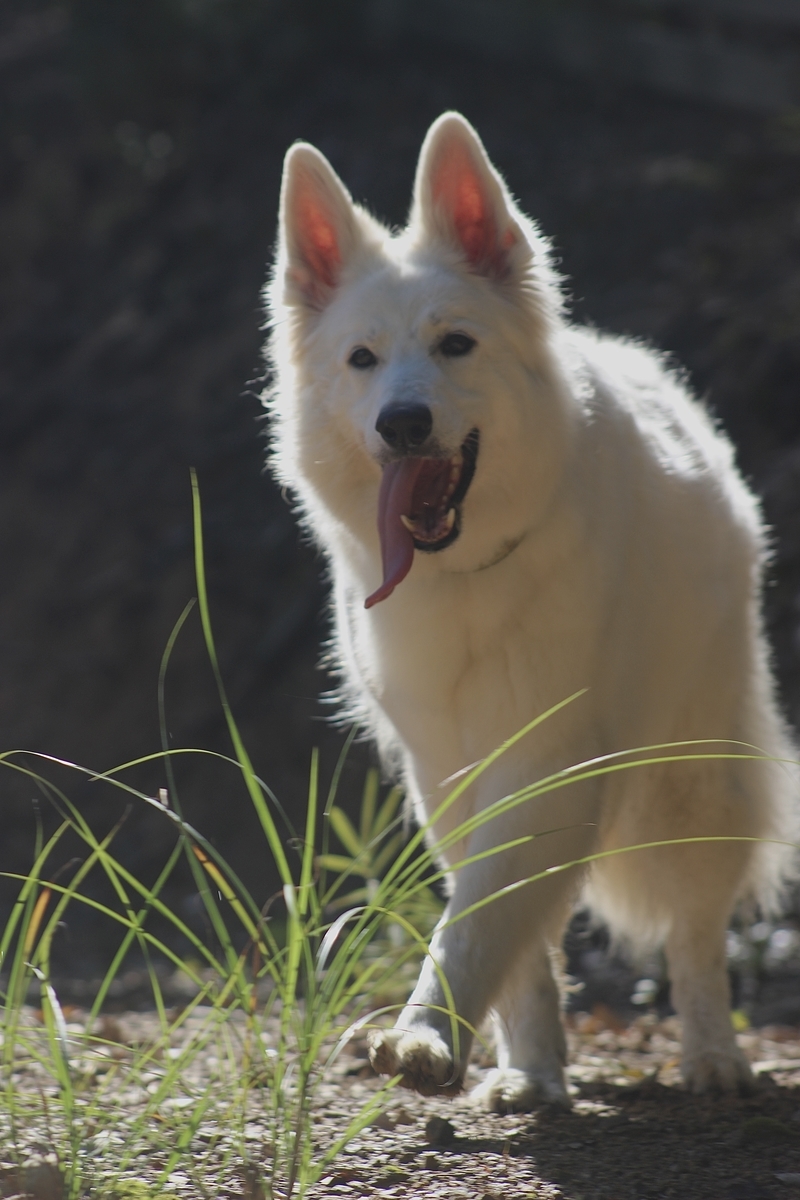 f:id:reeyan:20210919155008j:plain