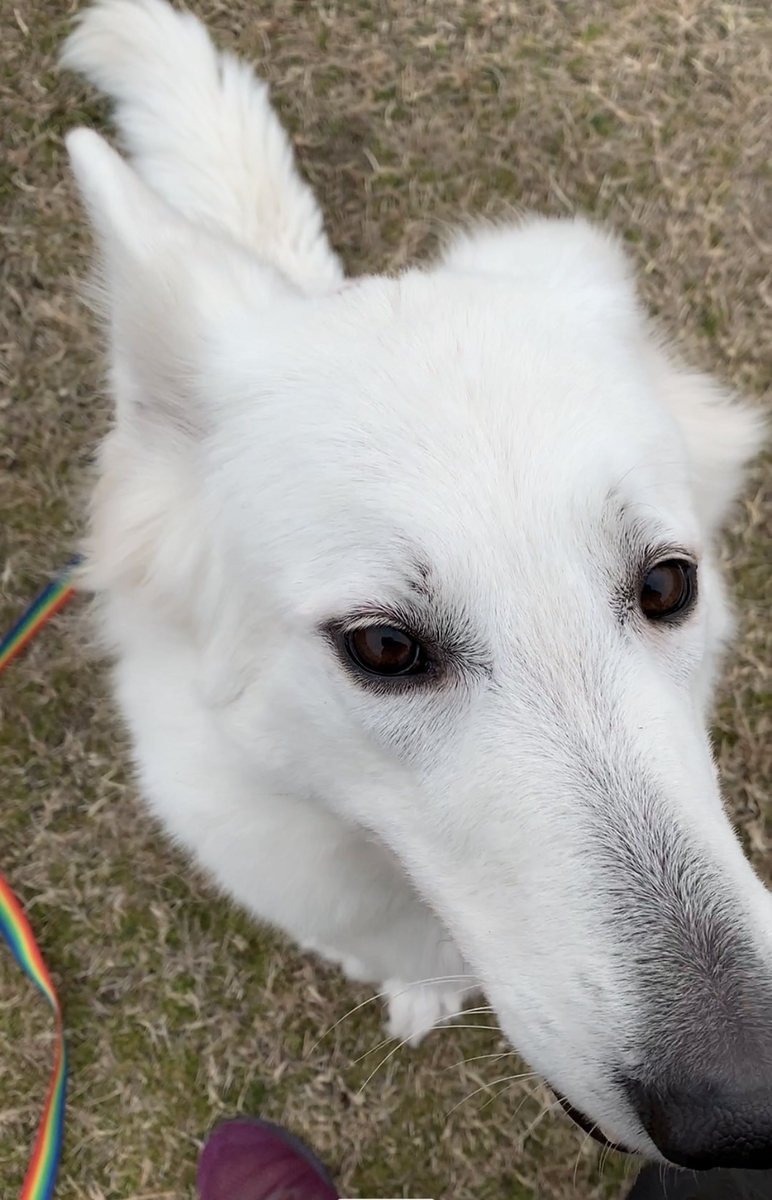 f:id:reeyan:20220211102740j:plain