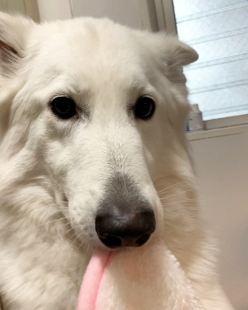 f:id:reeyan:20220211102932j:plain