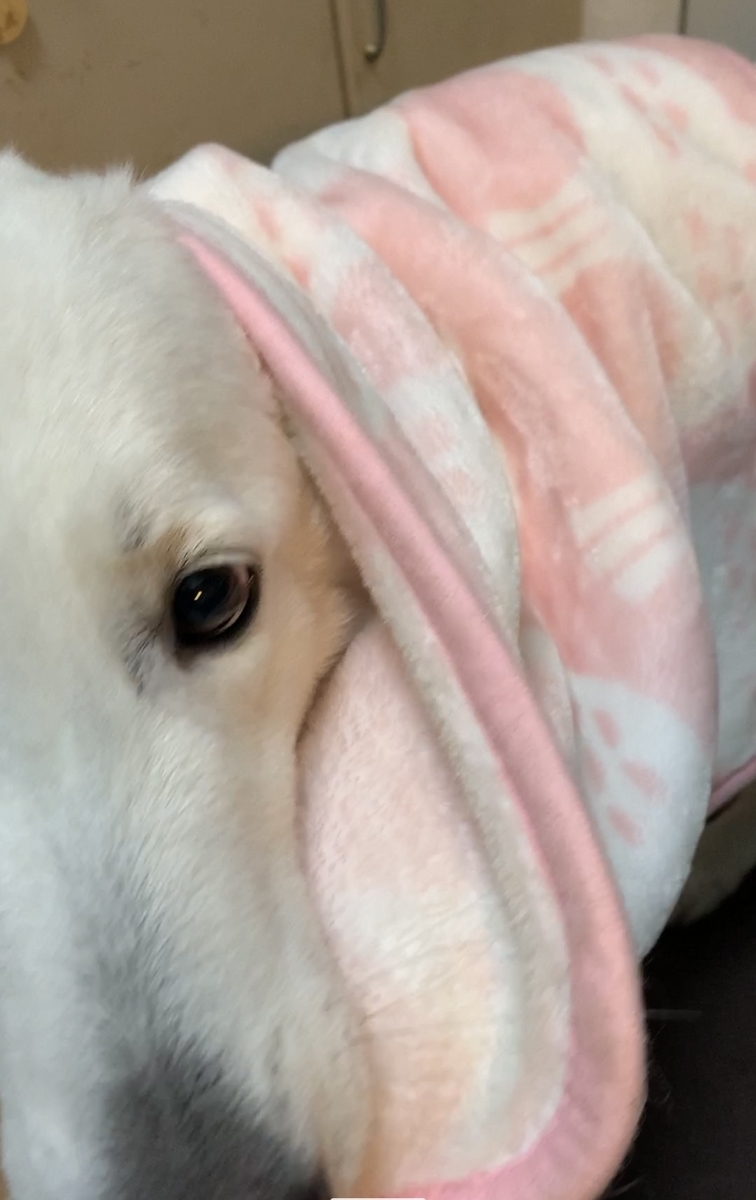 f:id:reeyan:20220211102951j:plain