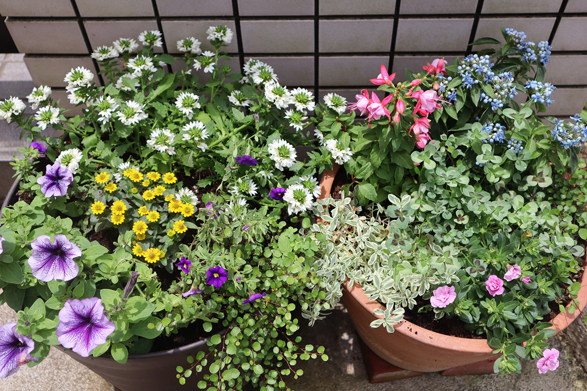 寄せ植えの鉢植え