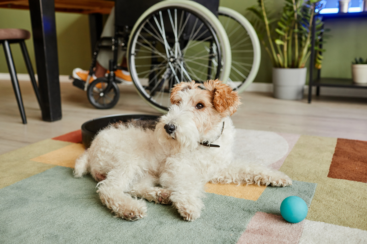  家の中で過ごす犬のイメージ