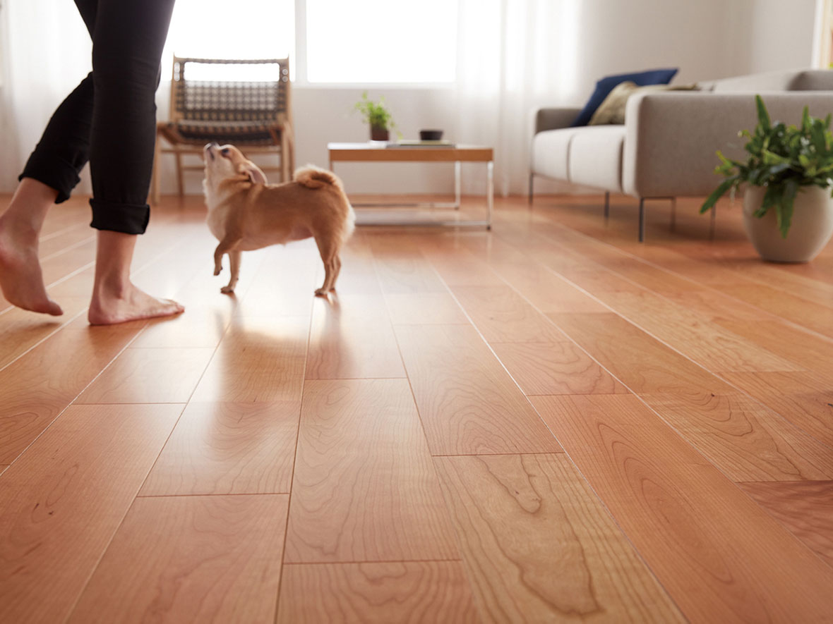 ライブナチュラルMSX スーパー6 for Dog