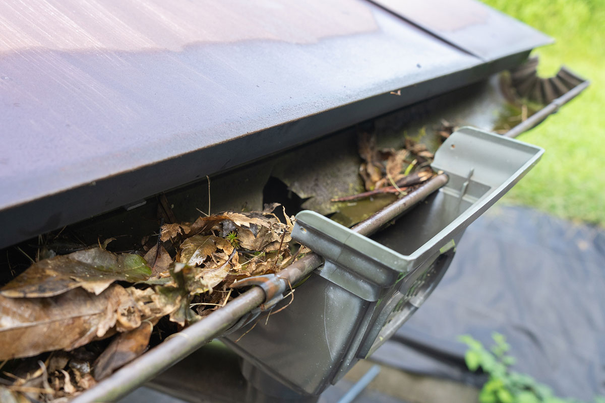 雨どいに溜まる落ち葉