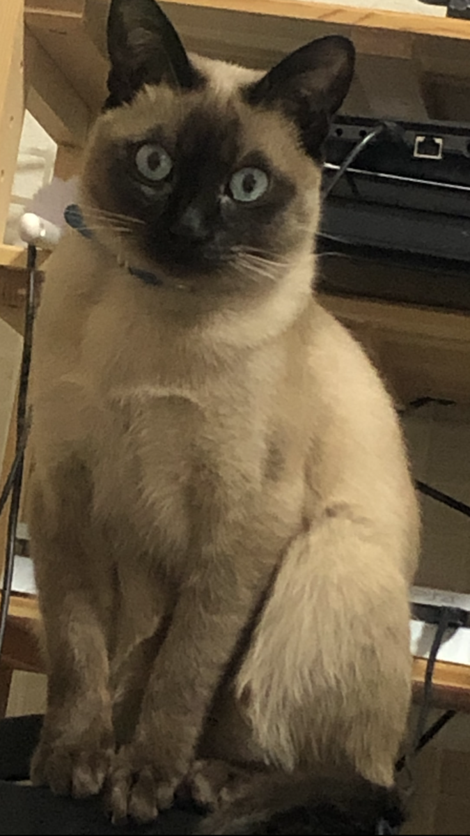 トンキニーズたん体重3 5kg 猫様の下僕姉弟の生活
