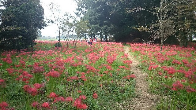 f:id:regenerationderhydra:20150922152318j:image f:id:regenerationderhydra:20150922152318j:image