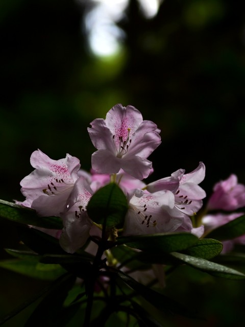 f:id:regenerationderhydra:20190506081027j:image