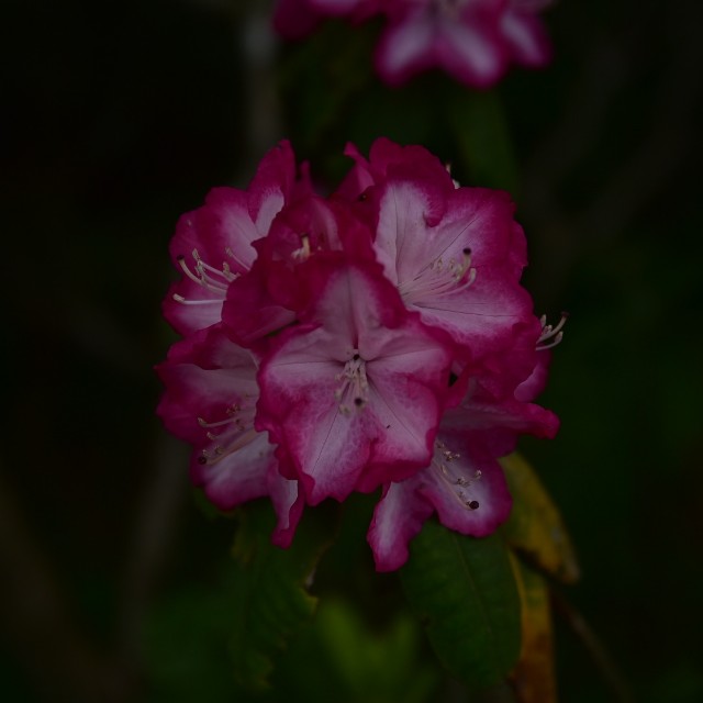 f:id:regenerationderhydra:20190506093119j:image