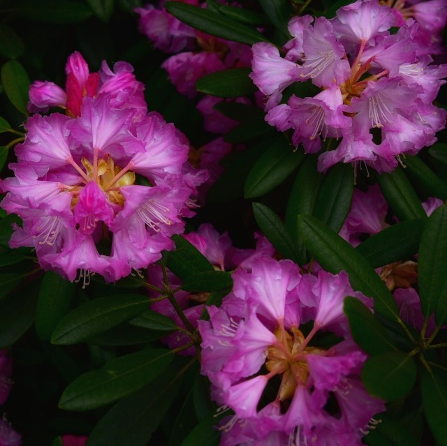 f:id:regenerationderhydra:20190506093537j:image