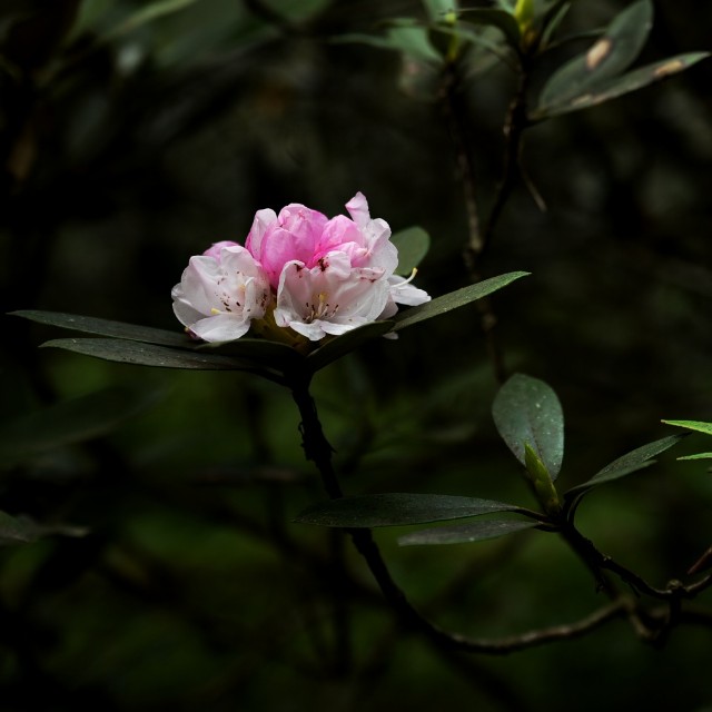 f:id:regenerationderhydra:20190506093932j:image