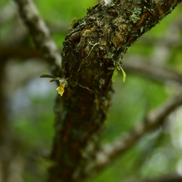 f:id:regenerationderhydra:20190506094225j:image