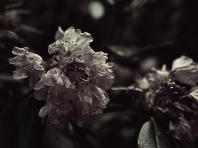 f:id:regenerationderhydra:20190506094600j:image