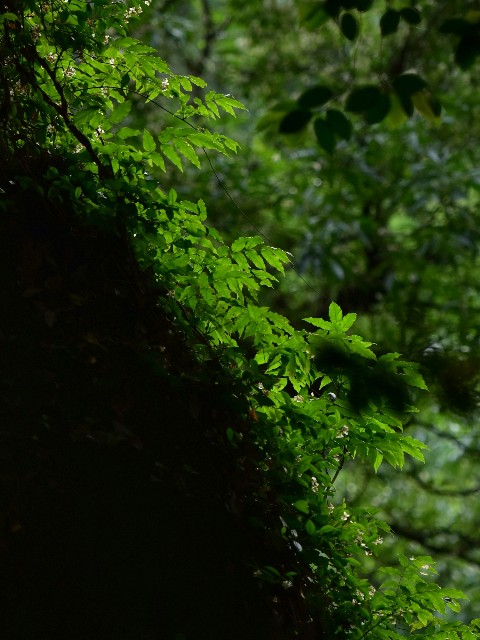 f:id:regenerationderhydra:20190723203335j:image