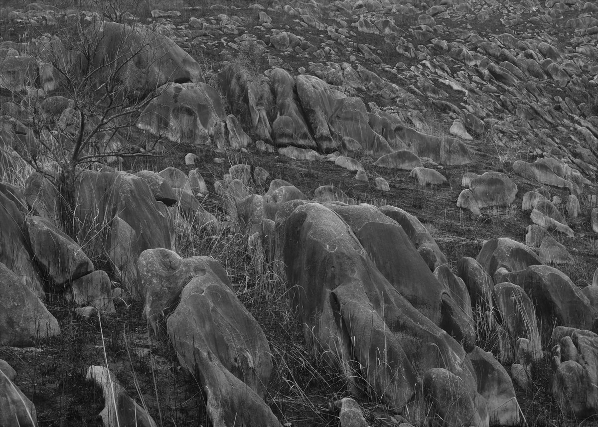 野焼き後の平尾台　福岡県北九州市小倉南区平尾台