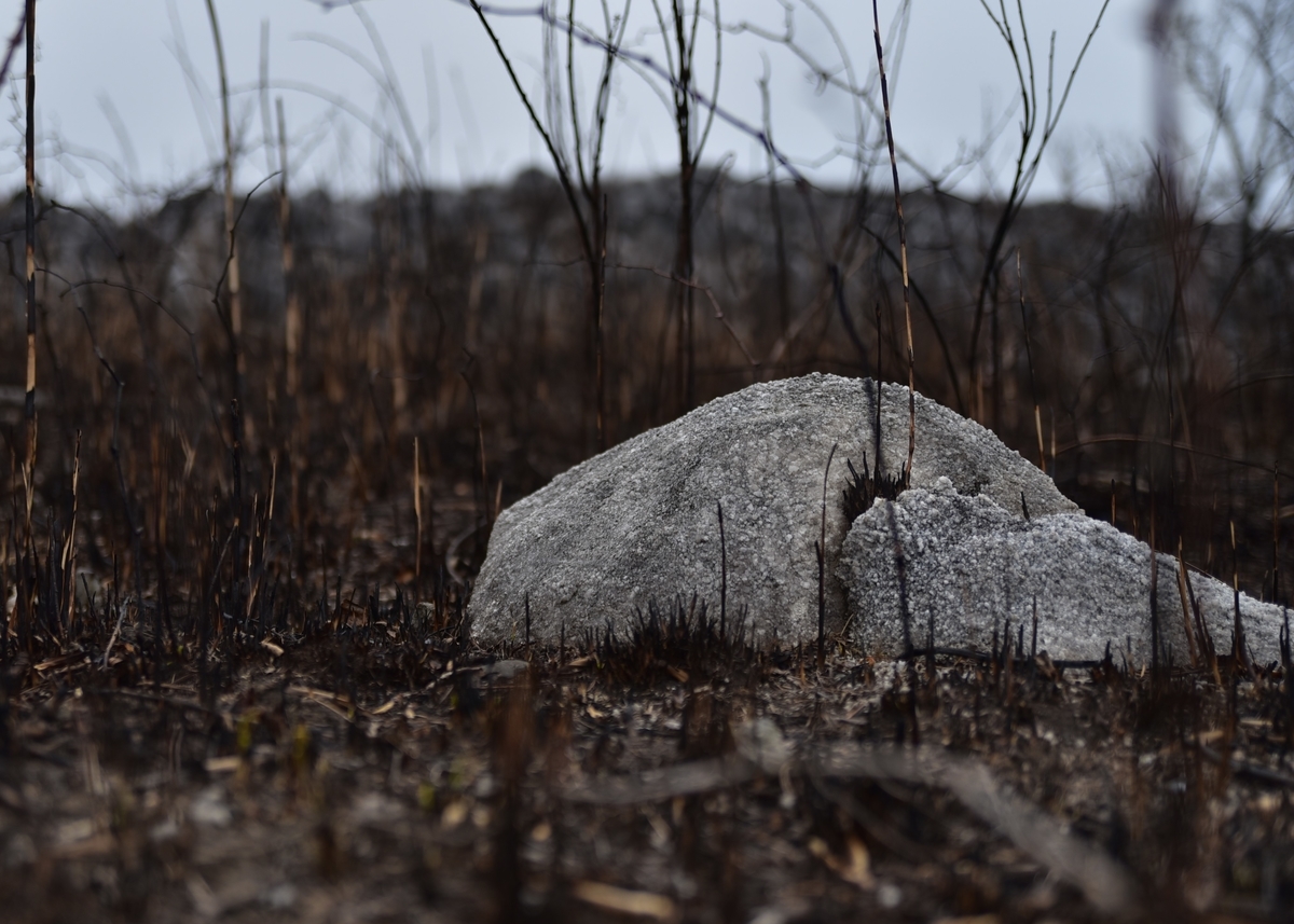野焼き後の平尾台　福岡県北九州市小倉南区平尾台
