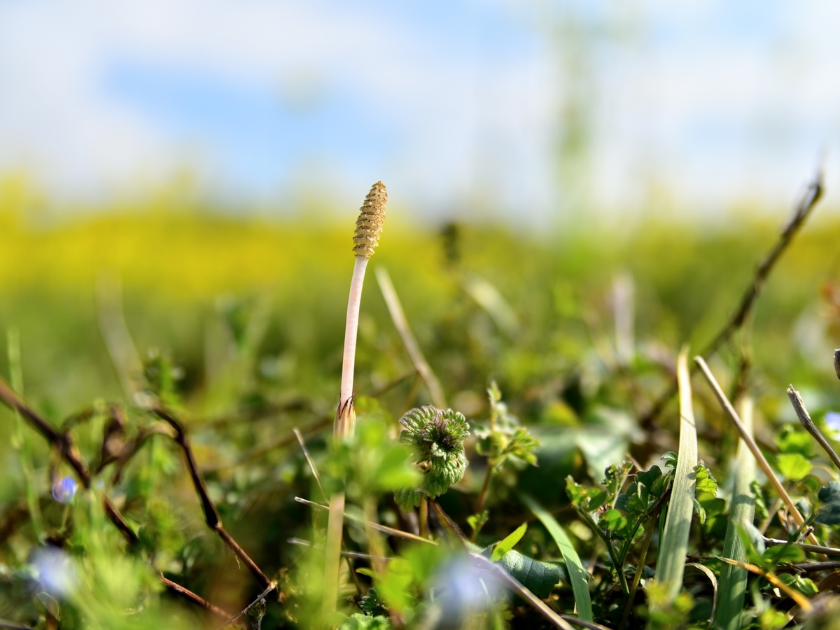 ツクシ　福岡県福津市　新原奴山古墳