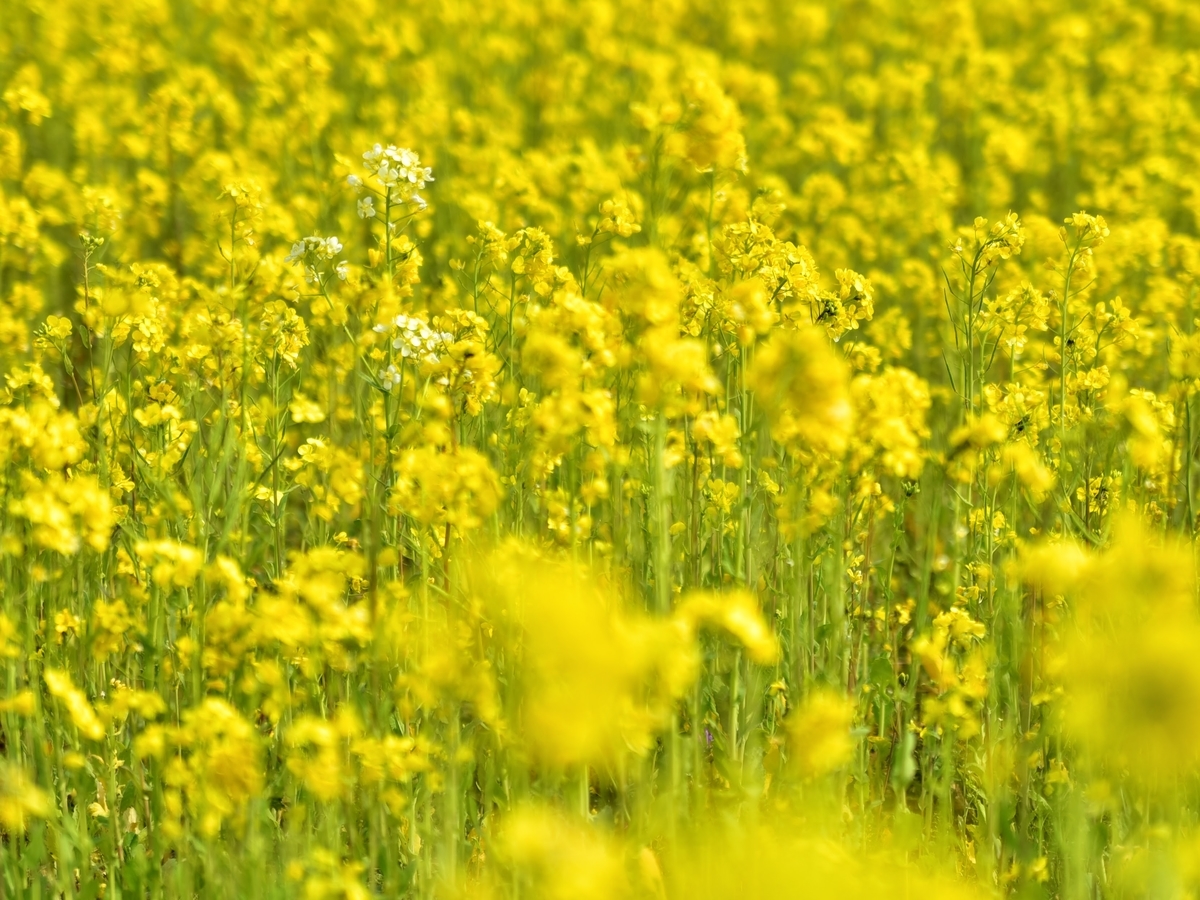 菜の花畑　福岡県福津市奴山　新原奴山古墳