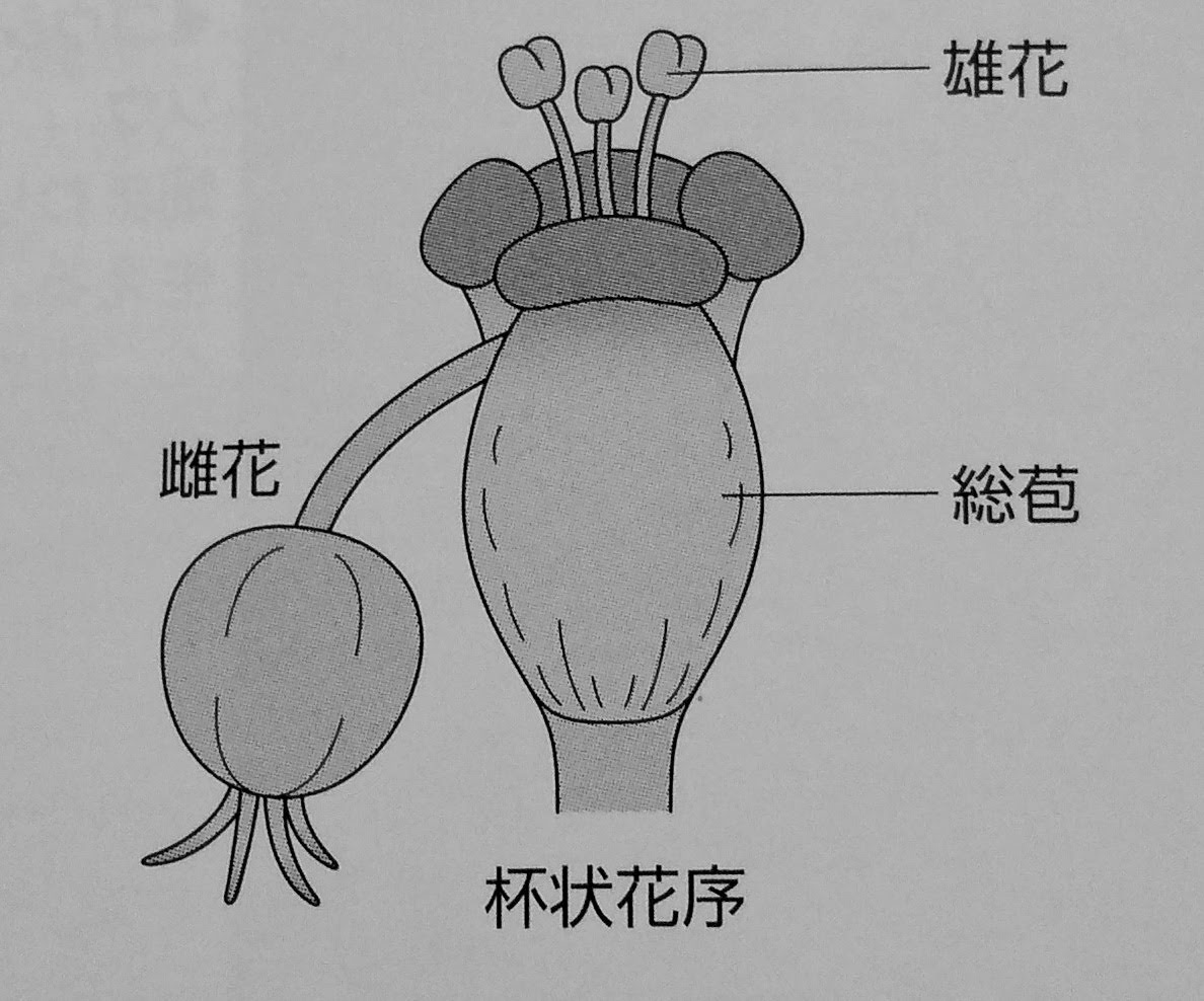 杯状花序（はいじょうかじょ）　新・雑草博士入門 P.98より