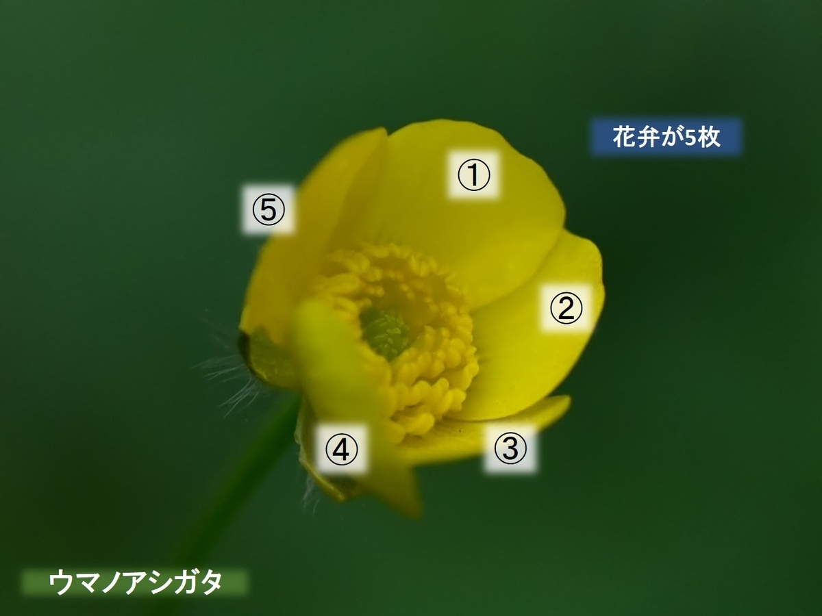 ウマノアシガタ 花弁は5枚 福岡県鞍手郡鞍手町大字中山