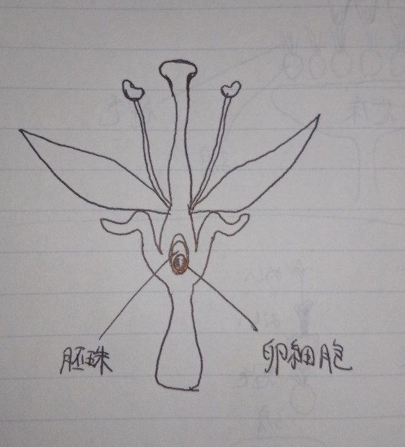 f:id:regenerationderhydra:20200320130034j:image