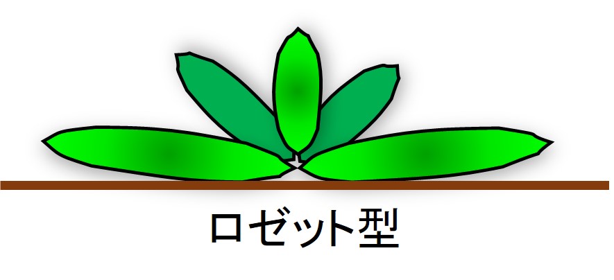 ロゼット型　模式図