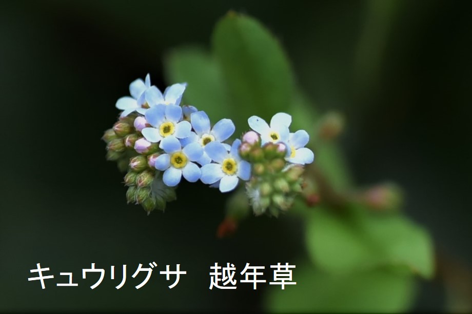 例えばキュウリグサは越年草に分類されている