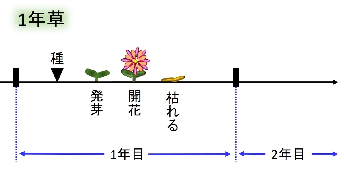 一年草 二年草 多年草 越年草 ややこしいので図にあらわすと 日々の 楽しい をみつけるブログ