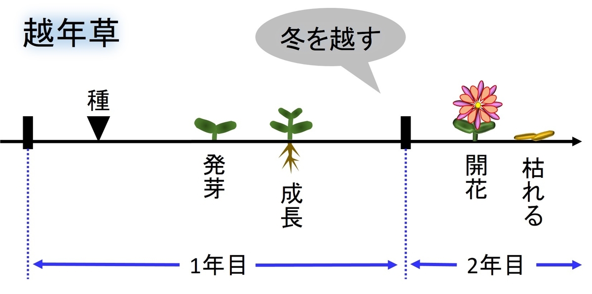 越年草の生活環