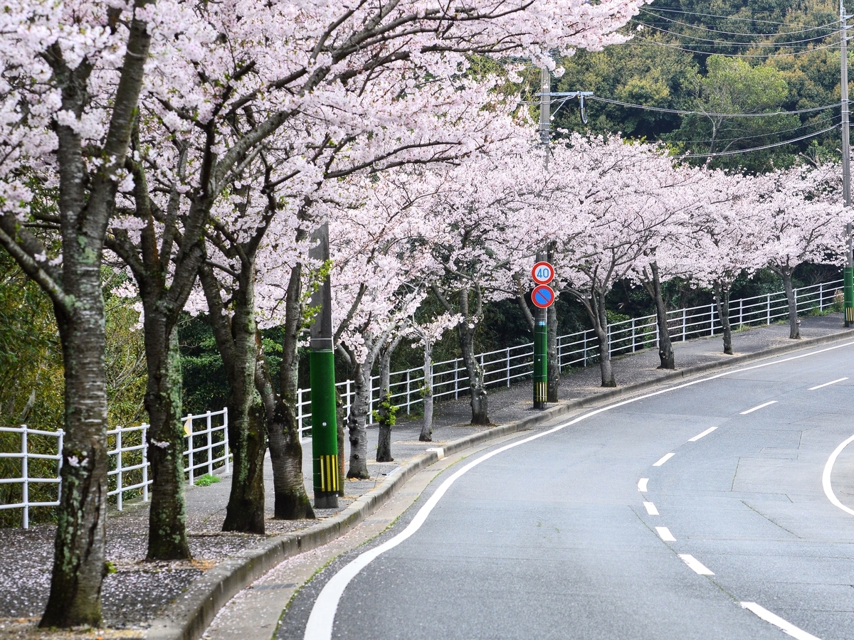 頓田貯水池の桜並木