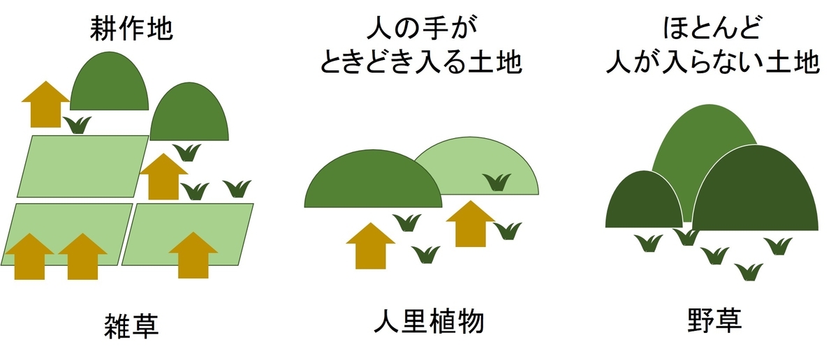 雑草と野草のすみわけ