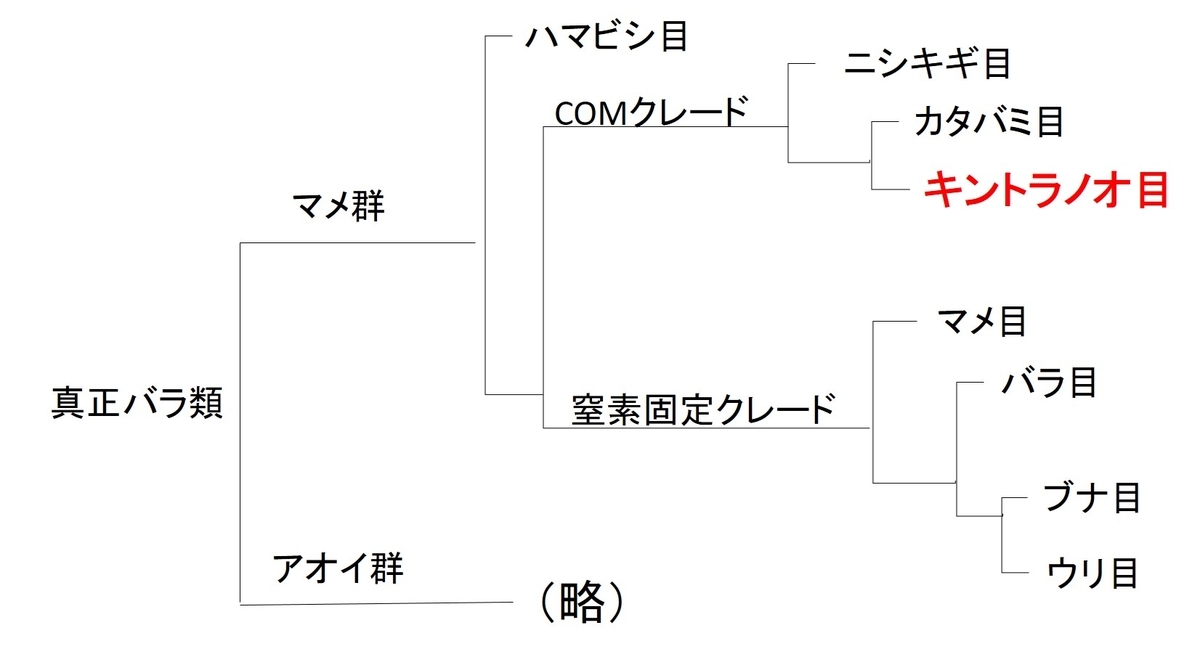 冬季に美しい花をさかせるビオラ 分類法の勉強 日々の 楽しい をみつけるブログ