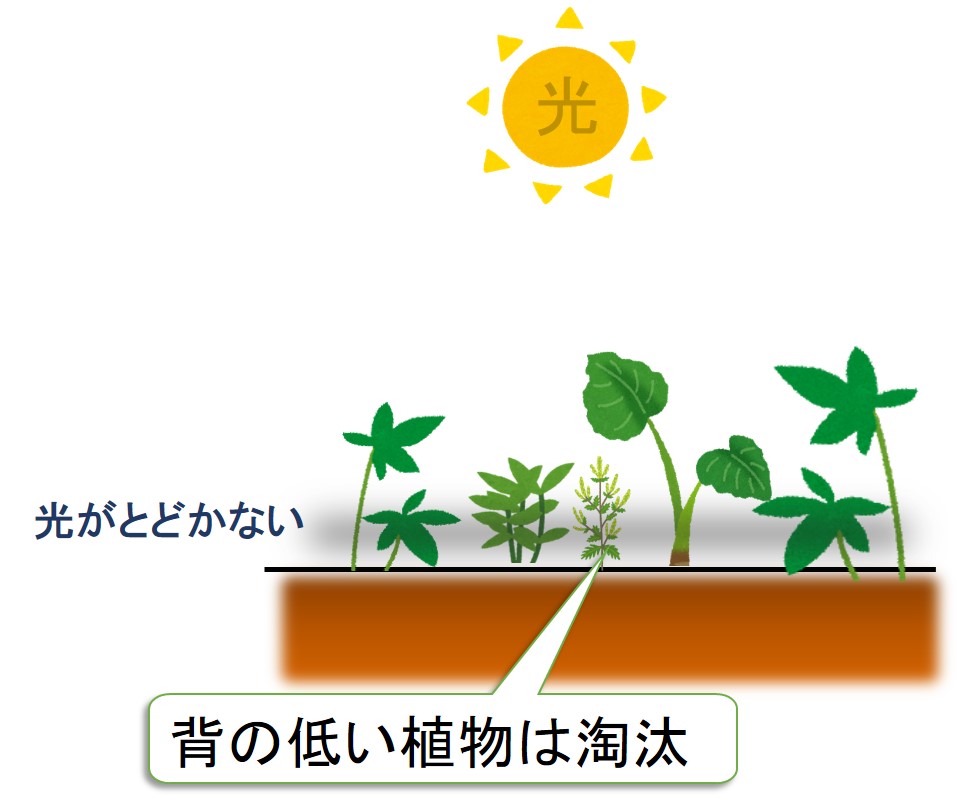 背の低い植物は淘汰