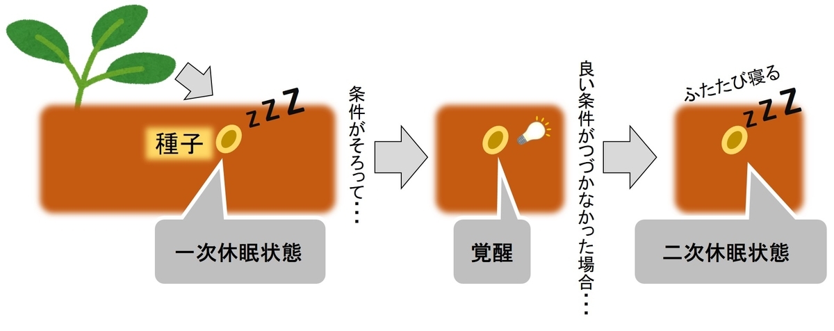 一次休眠と二次休眠