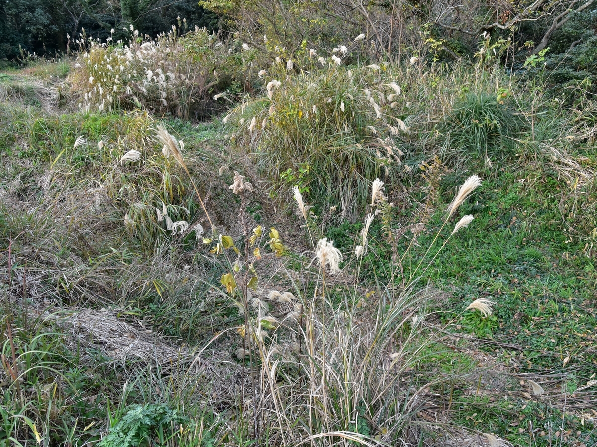 f:id:regenerationderhydra:20201221203217j:plain