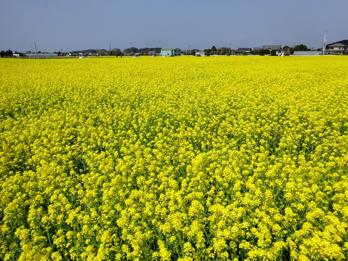 500万本の菜の花が咲きほこる 21年3月10日時点 福岡県古賀市筵内 むしろうち 日々の 楽しい をみつけるブログ