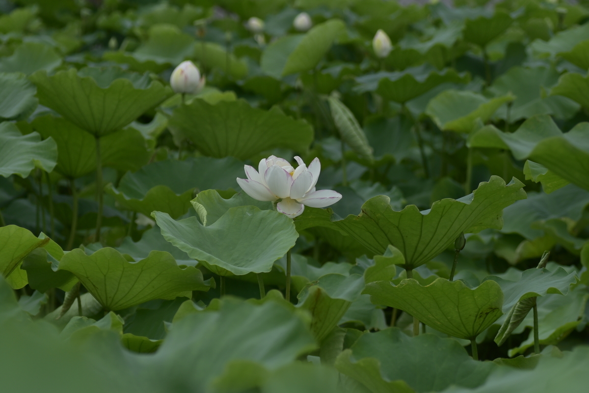 f:id:regenerationderhydra:20210704191036j:plain