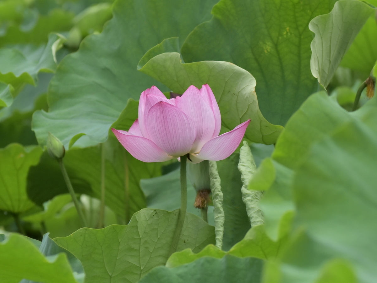 f:id:regenerationderhydra:20210704192111j:plain