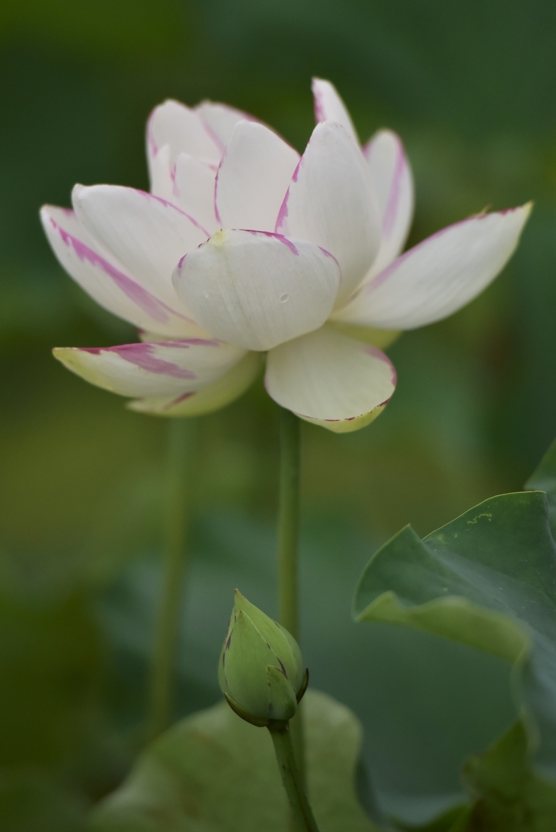 朝5時から6時に撮った蓮の花 福岡県遠賀郡遠賀町島津 - 日々の”楽しい