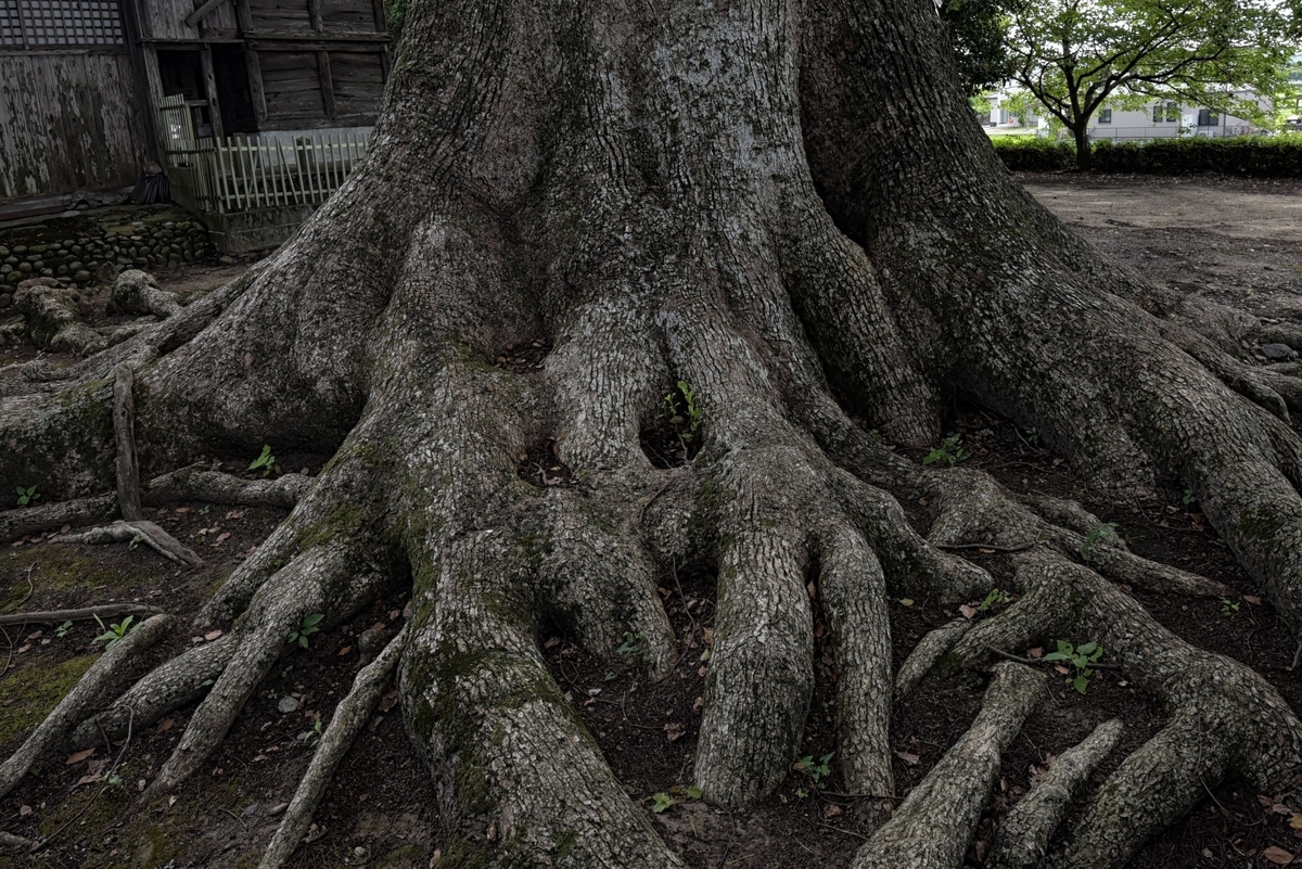 f:id:regenerationderhydra:20210821095343j:plain