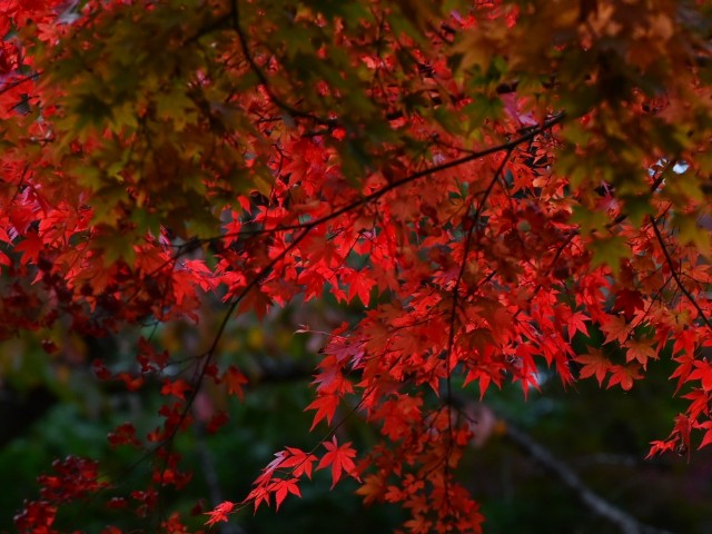 f:id:regenerationderhydra:20211030190113j:image