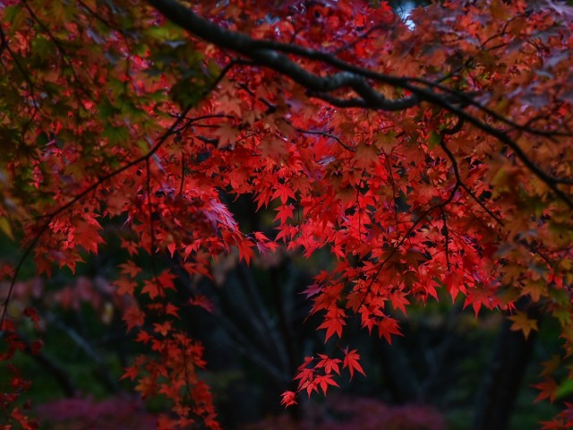 f:id:regenerationderhydra:20211030190136j:image